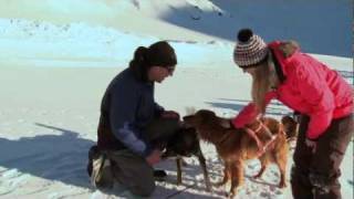 Mit den Schlittenhunden durch die adelbodner Winterlandschaft [upl. by Randi]