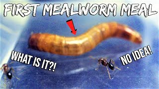 FIRE ANTS REACT TO THEIR FIRST MEALWORM  NEWBIE FIRE ANTS [upl. by Fionnula]