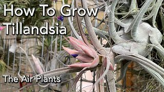 Tillandsia Air Plants Collection and Care 101  Basics of Watering Light Mounting amp Fertilizing [upl. by Gass482]