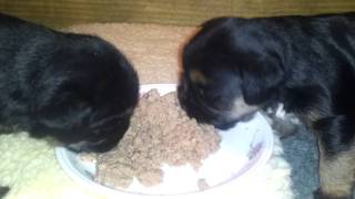 3 week old border terrier puppies [upl. by Haney881]