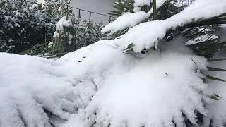 Hardy palms in snow  zone 7 garden [upl. by Lette]