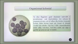 8 06 011  Java e gjashtë  Biologji  Organizmat kolonial [upl. by Giltzow]