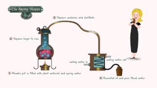 Steam Distillation of Plants at the Aroma Shoppe [upl. by Eirojam]