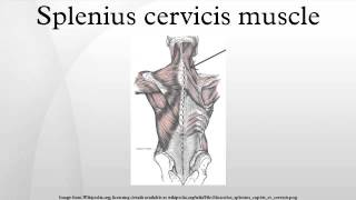 Splenius cervicis muscle [upl. by Napoleon]