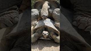 A 109 Year Old Tortoise gatorland tortoise love [upl. by Nosnirb]