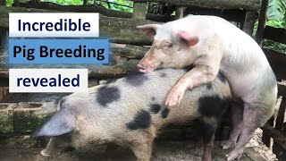 Incredible Pig Breeding Techniques Revealed😜😜 [upl. by Nailliw]