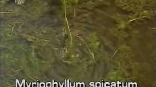 Eurasian watermilfoil Myriophyllum spicatum [upl. by Llednek]