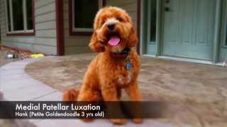 What does Medial Patellar Luxation Look Like in a dog 11 video series [upl. by Gideon531]