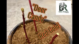 How to Plant Red Osier Dogwood [upl. by Hinze189]