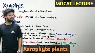 Xerophytes  NMDCAT 2021 [upl. by Yrebmik939]