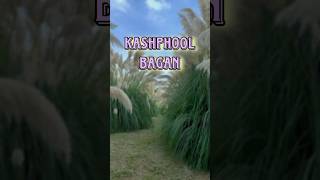 🤍Kashphool এর বাগান😱175 bengaliminivlog minivlog durgapuja [upl. by Sakul]