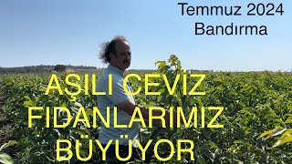 CEVİZ FİDANLARIMIZIN GELİŞİMİ NASIL BU YIL FİDANLARIMIZ YİNE MÜKEMMEL Ceviz Adam Ahmet [upl. by Baggett]