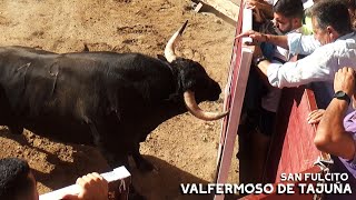 EXHIBICIÓN Y SUELTA de DOS TOROS  VALFERMOSO DE TAJUÑA 2023 [upl. by Jeremiah]