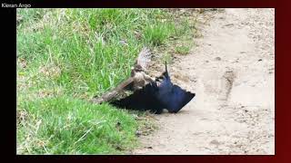 Sparrowhawk Jackdaw Battle [upl. by Anitra]