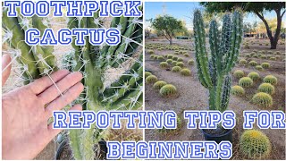 How To Repot Cactus With Massive Spines  Toothpick Cactus Planting Tutorial [upl. by Ynahpit]