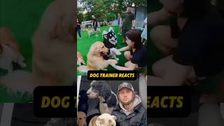 ⚠️ DOG TRAINER REACTS ⚠️ Golden Retriever fights Husky in dog park dog dogtraining dogpark [upl. by Azzil]