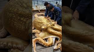 Giant Sea Octopus Caught by Fishermen 🐙🎣GiantSeaCreatures FishingDiscoveries oceanmysteries [upl. by Nohsyar669]