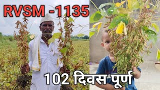 rvsm 1135 soybean variety  मो 7350879085 ता किनवट जि नांदेड [upl. by Yllek472]