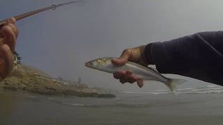 Cayucos Surf Fishing [upl. by Arlinda]