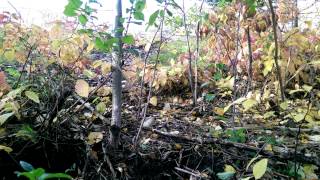 Uprooting Buckthorn in Duluth MN [upl. by Ashti14]