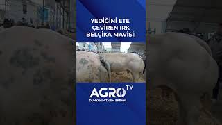 Yediğini Ete Çeviren İnek Irkı Belçika Mavisi shorts [upl. by Essinger]