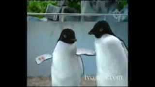 Iklan Alpenlieble versi penguin [upl. by Auhso]