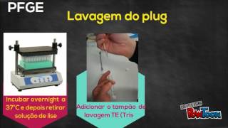 PFGE Pulsed field gel electrophoresis  Técnicas de Biologia molecular [upl. by Nicoline]