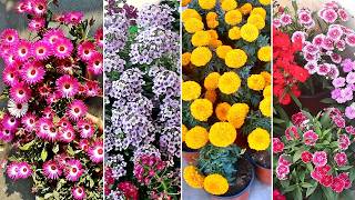 20 EASY amp FASTEST growing flower plants for winter [upl. by Modie]