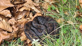 Incontro con la pericolosa vipera aspis di alta montagna ⛰️ 🪱🌲🌳⚠️😨😳😲😃 [upl. by Aisad370]