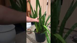 Saving a drooping snake plant sansevieria part 1 [upl. by Fannie369]