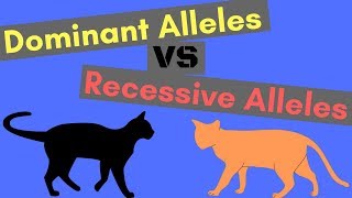 Dominant Alleles vs Recessive Alleles  Understanding Inheritance [upl. by Eelik]