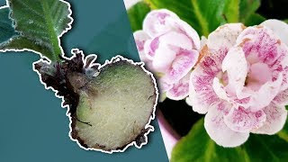 HOW TO PROPAGATE GLOXINIA PLANT BY DIVIDING A TUBER [upl. by Koral815]