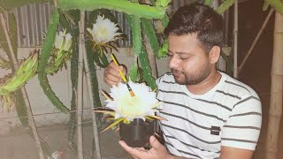 🌵🔥ড্রাগন ফুলের হ্যান্ড পলিনেশন । How To Pollinate Dragon Flower । Shorts dragonfruit pollination [upl. by Beatrice]