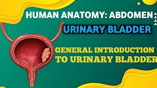 URINARY BLADDER GENERAL INTRODUCTION TO URINARY BLADDER DRDOUBT [upl. by Ahsienom888]