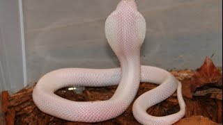 The White Leucistic Cobra [upl. by Nnaear]