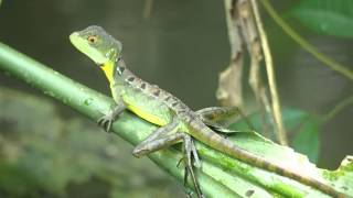 Un basilic vert à plume Basiliscus plumifrons ou lézard JésusChrist [upl. by Annael]