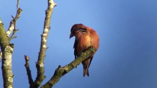 Common Crossbill Lynford 8th March 2017 [upl. by Vevay963]