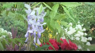 La glycine  une plante grimpante à floraison printanière  Truffaut [upl. by Anadal275]