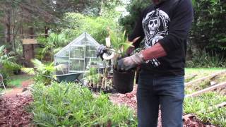 How to Repot Trachycarpus fortunei palms [upl. by Renaxela179]