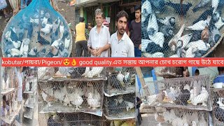 kalkata markat pricegaliffstreetpigeon marketlahori siraji pricelokka pigeongiribaz kobutor🕊️ [upl. by Nabru]