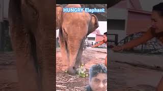 Hungry Elephant trending funny tigerlion comedyshorts shortsviral shorts [upl. by Ellak]