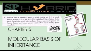 DAY 13  NEET  NCERTPYQs  CHAP 5  MOLECULAR BASIS OF INHERITANCE  PART 4  12TH  BIO [upl. by Desirae]