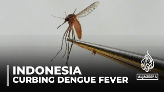 Indonesia dengue fever Bacteriainfected mosquitoes to help curb spread [upl. by Bander]