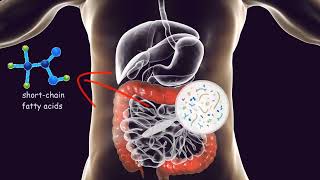 GUT MICROBIOTA and EXERCISE How does exercise effect the bacteria in the digestive tract [upl. by Drofliw738]