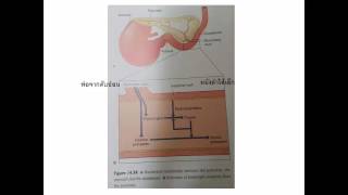 การหลั่งทริปซิโนเจน และการกระตุ้นทริปซิน Trypsinogen [upl. by Ybroc342]