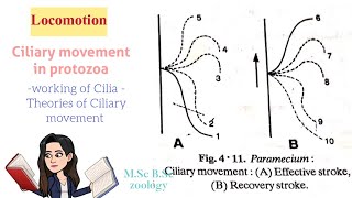 LocomotionCiliary movement in protozoaTypes of Cilia Theories of ciliary movt MSc BSc [upl. by Padegs]