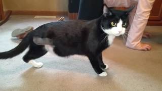 cute three legged cat [upl. by Ditzel]