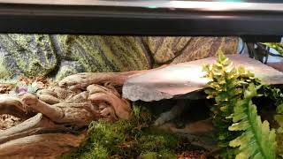 Northern Blue Tongue Skink Bioactive Setup [upl. by Gladwin360]