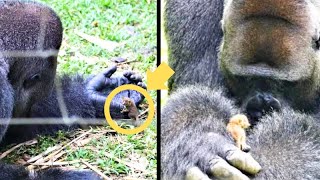 Gorilla Acts Strange And Avoids Staff But Then They See His Huge Hands [upl. by Sudbury]