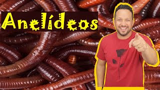 Anelídeos  Filo Annelida  Características Gerais  Invertebrados  Zoologia [upl. by Noval943]